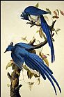 Columbia Jay by John James Audubon